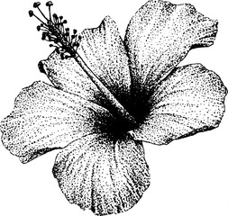 Fototapeta premium Black and white hibiscus flower stippling illustration for vintage botanical design