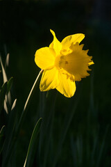 Obraz premium Single Narcissus 'Yellow Sailboat' flower close-up against a dark background.