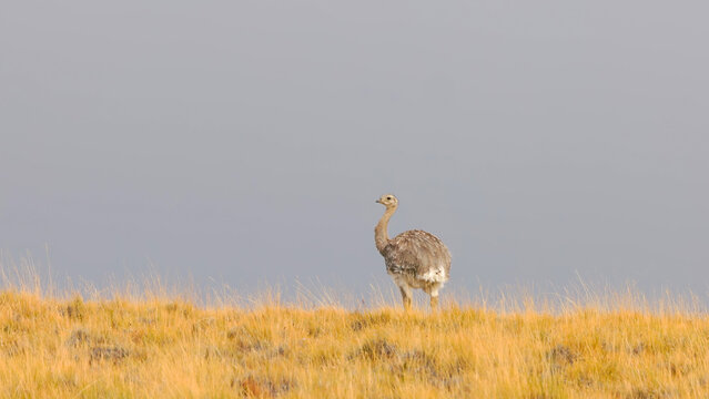 a lesser rhea walking on a grassy ridge of the steppes of patagonian argentina