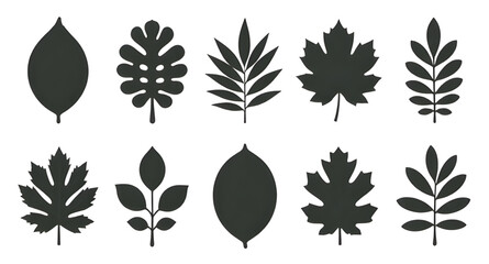 Naklejka premium leaves, leaf, foliage, plant, botanical, nature, greenery, green, branch, stem, natural, organic, garden, flora, forest, jungle, tropical, eco, environment, growth, silhouette, silhouettes, black, sha