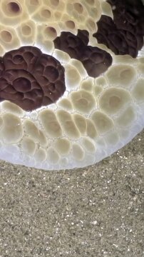 An underwater view shows a reticulated sea slug moving slowly. The slug, with its brown and white pattern, navigates across the sandy sea bottom in Anilao, Philippines.