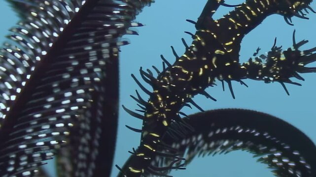 A beautiful, feathery sea lily gently sways back and forth in the crystal clear waters off the coast of the Philippines. Underwater marine life at its finest.