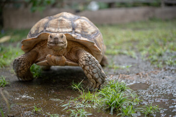 Fototapeta premium The African spurred tortoise (Centrochelys sulcata) resting in the sun in a summer park.