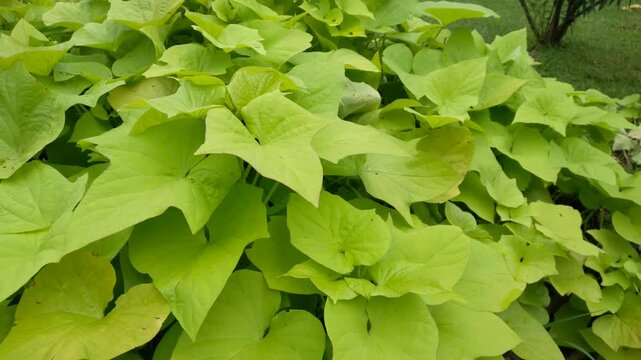 The beauty of Ornamental sweet potato or sweet potato vine. Its leaves are blown by the gentle breeze in the park. Natural background