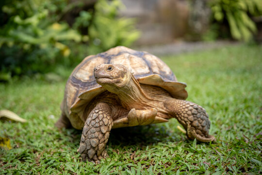 The African spurred tortoise (Centrochelys sulcata) resting in the sun in a summer park.