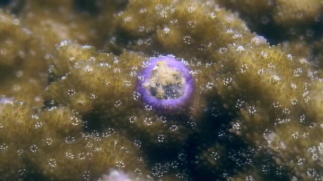 Close-up of a mesmerizing violet-ringed polyp gently expanding and contracting amidst a textured golden coral reef.