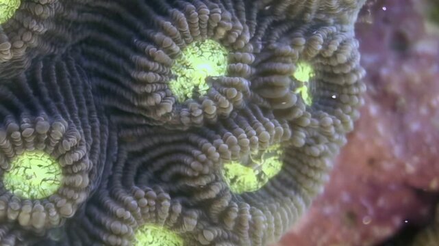 Observe the stunning detail of a brain coral, its emerald-centered polyps gently expanding and contracting.