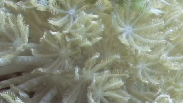 A mesmerizing view of individual feathery polyps in an intricate colony. Each delicate creature gently sways, creating an ethereal underwater garden.