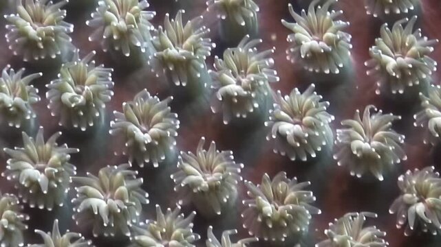 Experience the wondrous, rhythmic pulsing of numerous coral polyps. Each delicate polyp extends its tiny tentacles, creating a captivating display of life on a vibrant coral reef during the daytime.