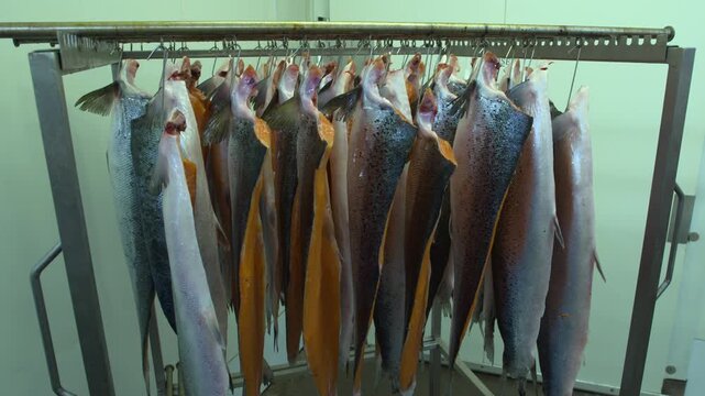Salmon fish fillets hanging from hooks fishmonger smokehouse