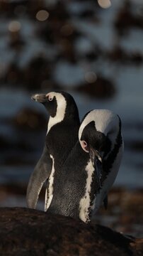 Two penguins preening their feathers on Boulders Beach at sunset in South Africa, serene coastal scene with warm golden light reflecting on sand and water, African wildlife moment, peaceful and