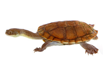 Fototapeta premium Rote Island Snake-Necked Turtle, Chelodina mccordii, on white background.