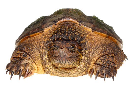 Common snapping turtle, Chelydra serpentina.