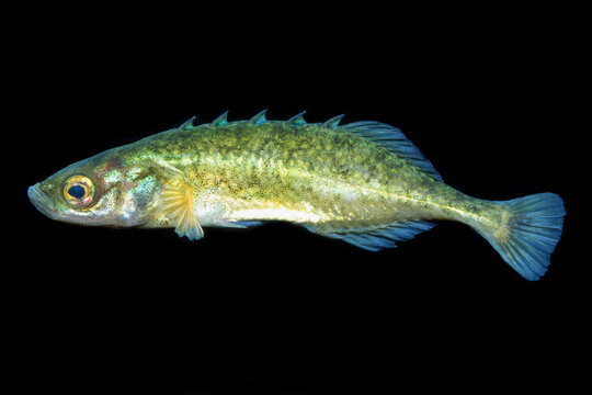 Brook Stickleback, Culaea inconstans, black background.