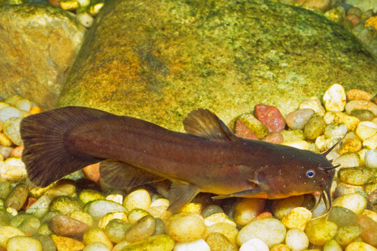 Tadpole madtom, Noturus gyrinus
