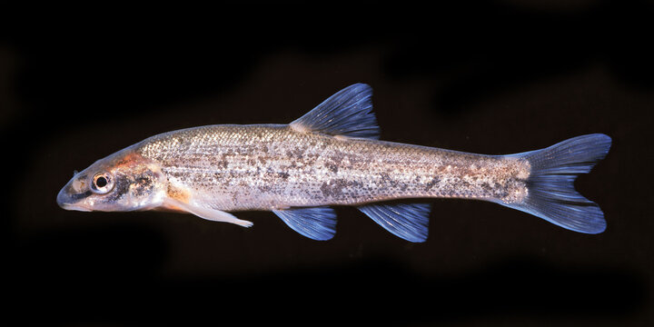 Longnose dace, Rhinichthys cataractae, black background