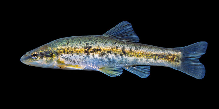 Eastern blacknose dace, Rhinichthys atratulus, black background