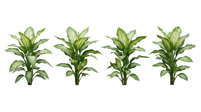 dieffenbachia, dumb cane, houseplant, variegated leaves, green plant, tropical plant, foliage set of four ornamental indoor plants isolated on black background for design work.