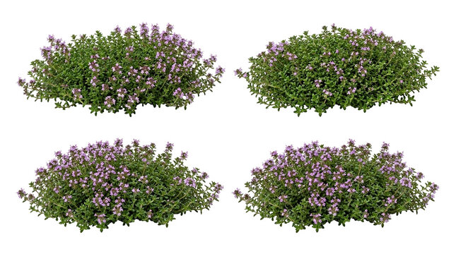 thyme, plant, flower, herb, nature, garden, blooming, thymus serpyllum creeping wild thyme bushes with purple flowers isolated on black background for gardening and landscaping.