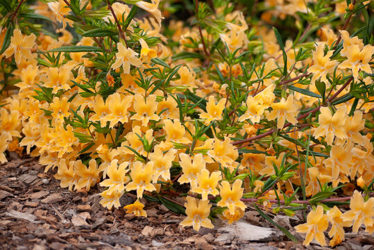 yellow monkey flowers