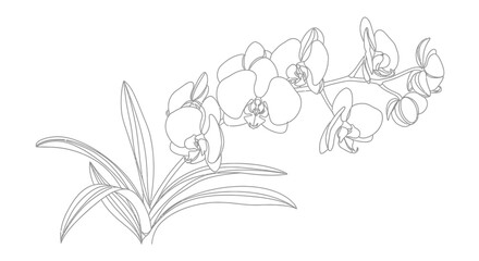 Detailed drawing of orchid flowers blooming. © Art Sof galery photo