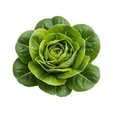 A fresh head of vibrant green butter lettuce with delicate leaves arranged in a circular pattern