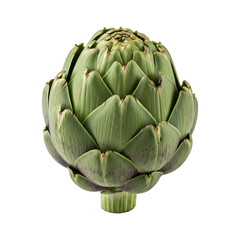 Obraz premium A single fresh green globe artichoke vegetable with tightly packed edible leaves in full view