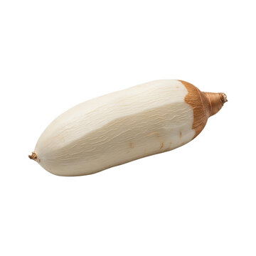 A single peeled white daikon radish vegetable showing its smooth texture and brown tapered end