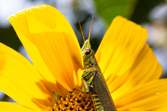 Collection of images with different types of biotic damage: from defoliation by carterpillars snails beetles fruit consumption by grasshoppers to deep holes made by borers in fig tree wood