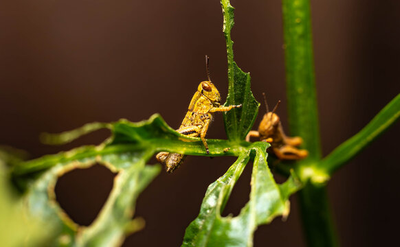 Collection of images with different types of biotic damage: from defoliation by carterpillars snails beetles fruit consumption by grasshoppers to deep holes made by borers in fig tree wood