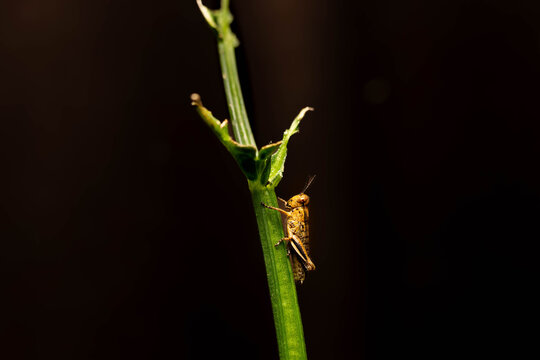 Collection of images with different types of biotic damage: from defoliation by carterpillars snails beetles fruit consumption by grasshoppers to deep holes made by borers in fig tree wood
