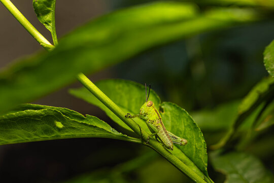 Collection of images with different types of biotic damage: from defoliation by carterpillars snails beetles fruit consumption by grasshoppers to deep holes made by borers in fig tree wood