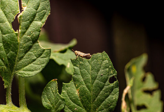 Collection of images with different types of biotic damage: from defoliation by carterpillars snails beetles fruit consumption by grasshoppers to deep holes made by borers in fig tree wood