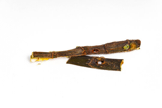 Collection of images with different types of biotic damage: from defoliation by carterpillars snails beetles fruit consumption by grasshoppers to deep holes made by borers in fig tree wood