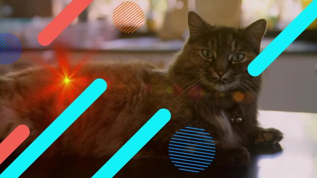 Lifting tabby cat wearing bell collar noticing overlays and red spark stepping closer in kitchen