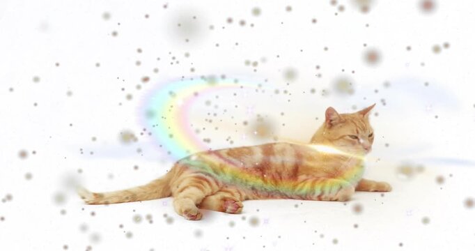 Orange tabby cat lying on cyc, particles appearing, rainbow trail sweeping around cat for pet ad