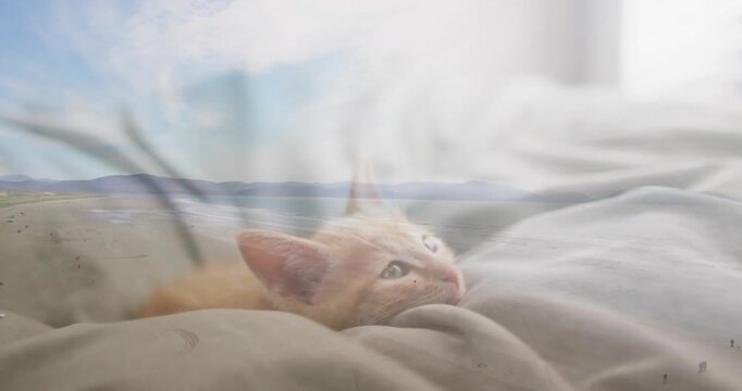 Kitten resting on duvet, window light drawing head rising, coastal overlay appearing for creators