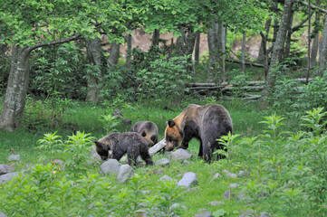 岩を動かしてアリを探すヒグマの親子（北海道・知床）  © 愛 高行
