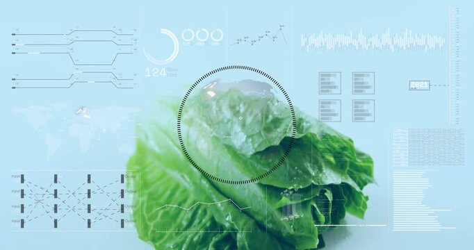 Green lettuce head scaling up after dotted scanner initiating HUD graphs and readouts for food tech