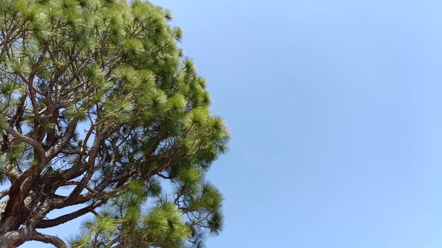 Green Pine Tree Against Clear Blue Sky Background
