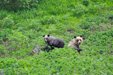 ヒグマの親子（北海道・知床）  © 愛 高行