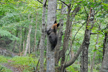 木に登るヒグマの幼獣（北海道・知床）  © 愛 高行