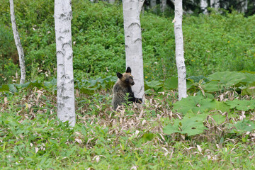 白樺とヒグマの幼獣（北海道・上士幌町）  © 愛 高行