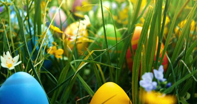 Colorful Easter eggs painted in vibrant warm colors, hidden in a meadow of springtime flowers. Moving through blooming wildflowers to search for decorated Easter eggs for Easter egg hunt tradition.