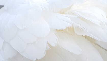 Naklejka premium Close-up of delicate, layered white feathers, showcasing a soft, smooth texture and subtle gradations in light and shadow