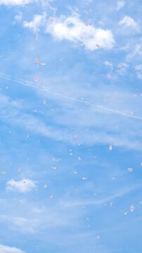 春の青空に舞う桜の花びらと雲 爽やかな背景映像 縦構図