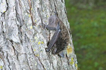 幹で休むホオヒゲコウモリ（北海道・鶴居村）  © 愛 高行