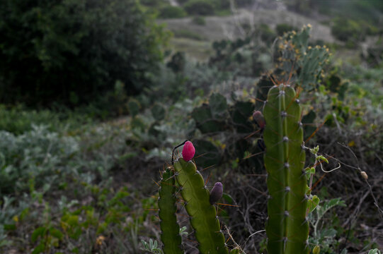close up of mandacaru cactus with pink fruit, mandacaru plant in brazilian caatinga biome, succulent cactus with fruit in natural environment, tropical cacti with thorns and ripe fruit in the wild