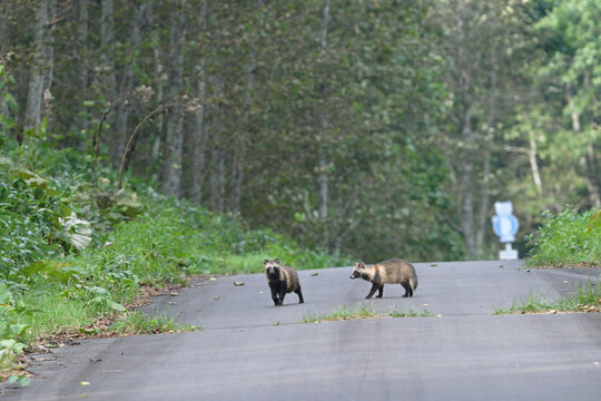 道路を歩くエゾタヌキのつがい（北海道・鶴居村）
