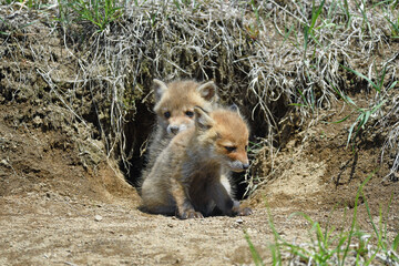 巣穴から出てきたキタキツネの兄弟（北海道・鶴居村）  © 愛 高行